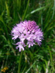 Traunsteinera globosa