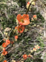 Sphaeralcea rusbyi