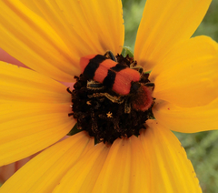 Trichodes bibalteatus