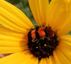 Trichodes bibalteatus