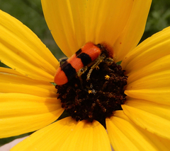 Trichodes bibalteatus