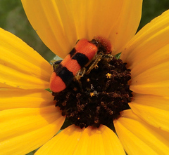 Trichodes bibalteatus