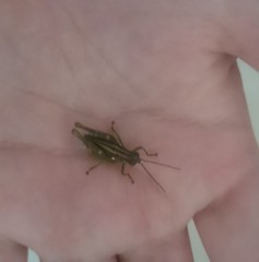 Syntomacris guttulosa