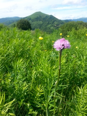 Traunsteinera globosa