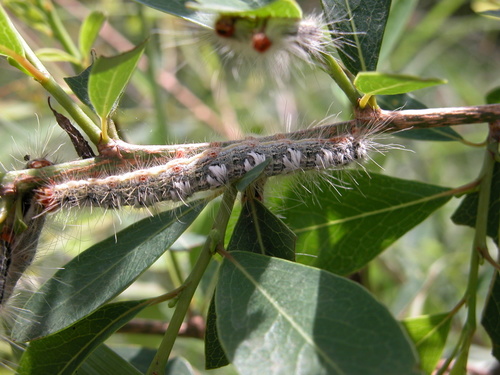 Eupterotidae