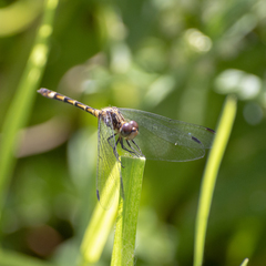 Micrathyria hypodidyma