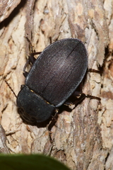 Mimopeus