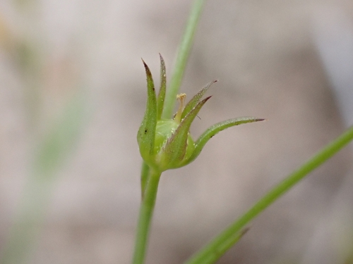 Linum trigynum