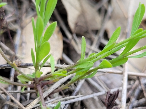 Linum trigynum
