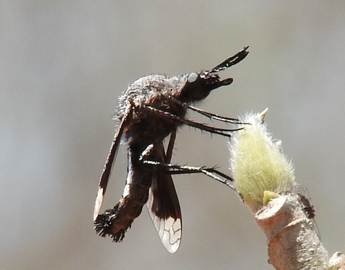 Lepidophora vetusta Walker, 1857