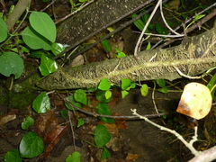 Hedera pastuchovii
