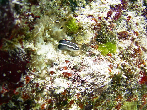 Elacatinus prochilos