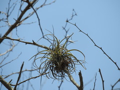 Tillandsia exserta