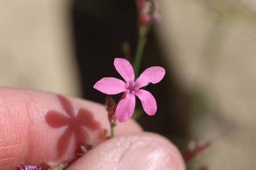Image of Aliciella haydenii by no rights reserved