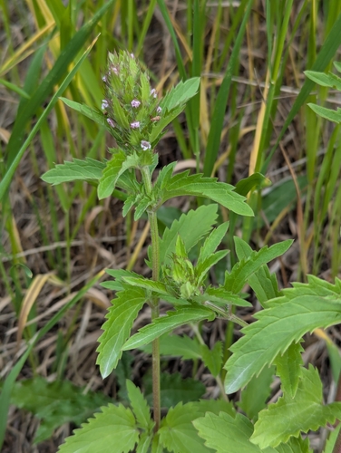 Image of American Dragonhead (Dracocephalum parviflorum) by (c) Logan J.L. Bradley, some rights reserved (CC BY)