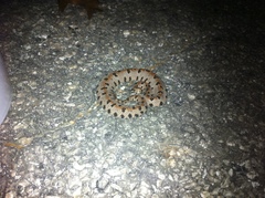 Sistrurus miliarius streckeri