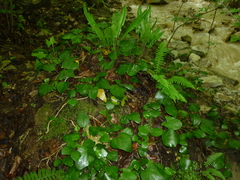 Hedera pastuchovii