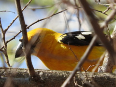 Pheucticus chrysopeplus