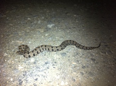 Sistrurus miliarius streckeri