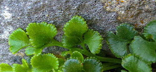 Asplenium ruta-muraria iNat (2)