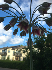 Allium siculum