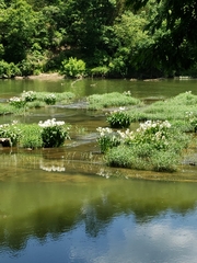 Hymenocallis coronaria