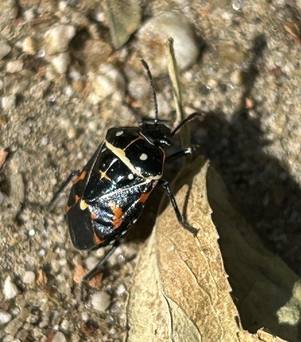 iNaturalist observation photo of Harlequin Bug