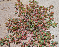 Euphorbia vermiculata