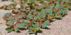 Euphorbia vermiculata
