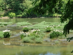 Hymenocallis coronaria