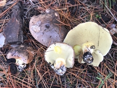 Suillus quiescens