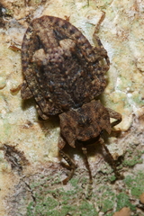 Syrphetodes marginatus
