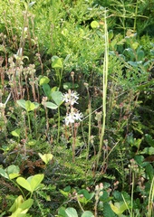 Bryanthus gmelinii