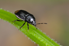 Legnotus limbosus