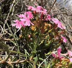 Phlox amabilis