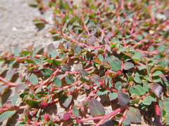 Euphorbia vermiculata