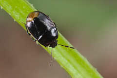 Legnotus limbosus