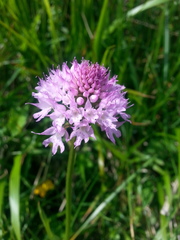 Traunsteinera globosa