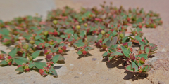 Euphorbia vermiculata