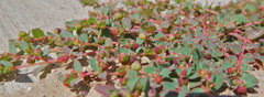 Euphorbia vermiculata