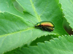 Chrysolinina