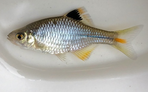 Chinese bitterling (Rhodeus sinensis) — Cyprinidae — 2