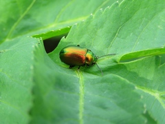 Chrysolinina