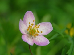 Anemonoides caerulea