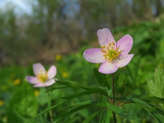 Anemonoides caerulea