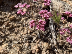 Chorizanthe staticoides