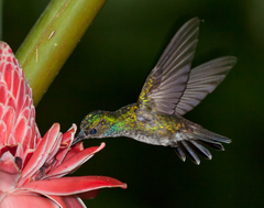 Charming Hummingbird photo 5