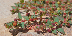 Euphorbia vermiculata