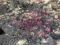 Chorizanthe staticoides