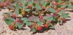 Euphorbia vermiculata